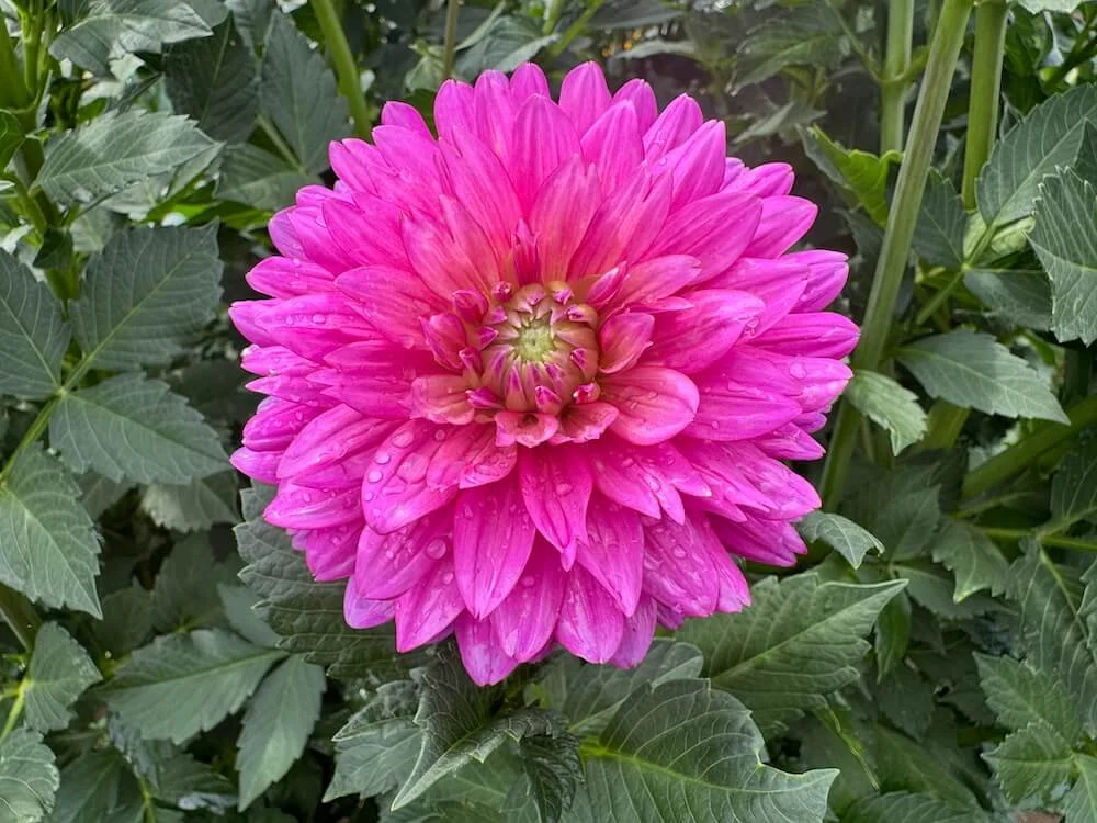 Dahlia 'Jenna' (Jenna Dahlia) | Dahlias | Northwest Blooms Dahlia 'Jenna' (Jenna Dahlia) | Dahlias | Northwest Blooms